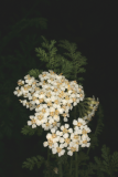 Achillea millefolium L. RCP08-07 132.jpg